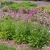 byliny i trawy stachys 75976 3