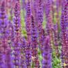 caradonna salvia nemorosa 78204 2