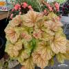 champagne heuchera 73054 2
