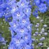 delphinum sky blue white bee