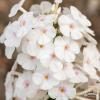 delta phlox maculata 76380 1