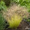 deschampsia tatra gold 5