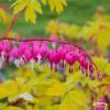 dicentra gold heart 79668 2
