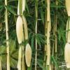 fargesia robusta crop