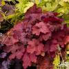 fire alarm heuchera 73795 2