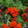 firletka arkwrighta lychnis x arkwrightii vesuvius
