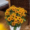 flamenco bright orange rudbeckia hirta 76413 3