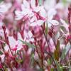 gaura lindheimeri graceful light pink 2