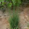 heidebraut molinia caerulea 75058 1