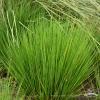 heidezwerg molinia caerulea 75089 2