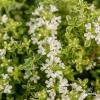 highland cream thymus praecox 71450 1