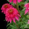 jezowka secret affair echinacea1