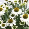 kismet white echinacea hybrida 77499 1