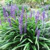 liriope big blue7 1000x1000