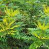 mahonia winter gold