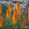 mango popsicle kniphofia hybrida 79345 1
