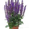 midnight purple salvia nemorosa 77336 2