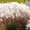 miskant chinski ferner osten miscanthus sinensis1