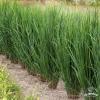 northwind panicum virgatum 79112 1