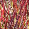 panicum sangria 2