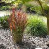 panicum sangria 4