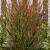 panicum sangria 5