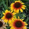parrot echinacea hybrida 77449 2