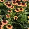 pearlparrot echinacea hybrida 75997 3