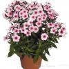 phlox flame pro soft pink 