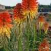 poco daybreak kniphofia hybrida 75146 1
