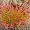 pol pl Miscanthus sinensis Miskant chinski Red Chief 166378 1