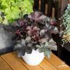 rex black heuchera 76032 3