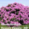 rododendron rozanecznik roseum elegans