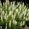 salute white salvia nemorosa 78275 2