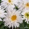 sante leucanthemum x superbum 70796 1