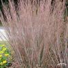 schizachyrium standing ovation 10