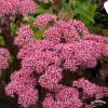 sedum cloud walker 79783 1