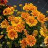 spintop mango gaillardia aristata 74918 2
