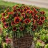 spintop orange halo imp gaillardia aristata 74821 3