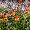 supreme cantaloupe echinacea hybrida 74247 2