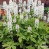 tiarella spring symphony 79878 6