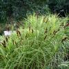 turzyca muskegonska carex muskingumensis