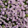 tymianek kaskadowy wonny thymus longicaulis ssp odoratus