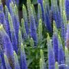 ulster blue dwarf veronica spicata 79361 2