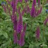 veronica spicata first match przetacznik klosowy