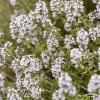 vulgaris1