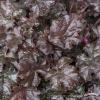 world caff espresso heuchera 73049 2