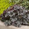 world caff espresso heuchera 73049 5