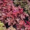world caff vienna heuchera 76029 1