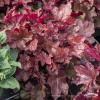 world caff vienna heuchera 76029 3